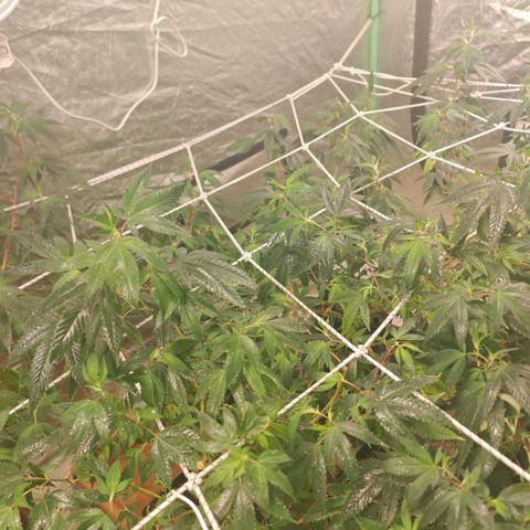 #B3 Gelato-K 🍦 #2 growlog timeline photo