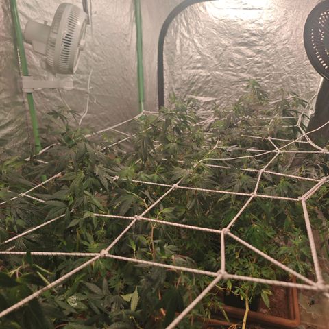#B3 Gelato-K 🍦 #2 growlog timeline photo