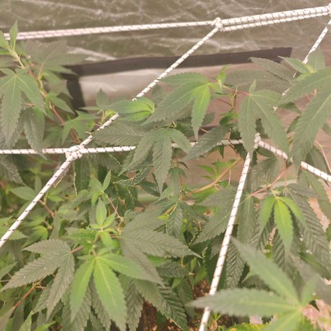 #B3 Gelato-K 🍦 #2 growlog photo: It's good to see clean new growth i'm asking myself if I don't use a bit too much nitrogen because even in the tips aren't burned or brown we can see faded leaves 
I started reducing it and I can already see the difference the new growth in only 4 days is remarkable 