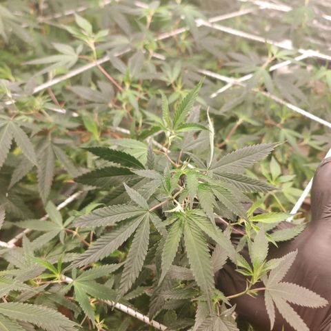 #B3 Gelato-K 🍦 #2 growlog photo: It's good to see clean new growth i'm asking myself if I don't use a bit too much nitrogen because even in the tips aren't burned or brown we can see faded leaves 
I started reducing it and I can already see the difference the new growth in only 4 days is remarkable 