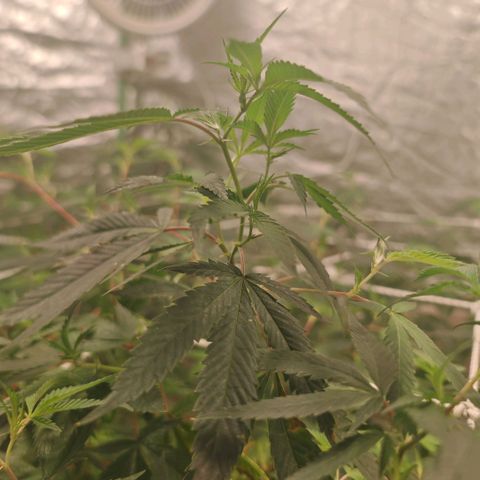 #B3 Gelato-K 🍦 #2 growlog photo: It's good to see clean new growth i'm asking myself if I don't use a bit too much nitrogen because even in the tips aren't burned or brown we can see faded leaves 
I started reducing it and I can already see the difference the new growth in only 4 days is remarkable 