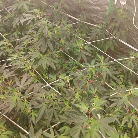 #B3 Gelato-K 🍦 #2 growlog photo: It's good to see clean new growth i'm asking myself if I don't use a bit too much nitrogen because even in the tips aren't burned or brown we can see faded leaves 
I started reducing it and I can already see the difference the new growth in only 4 days is remarkable 