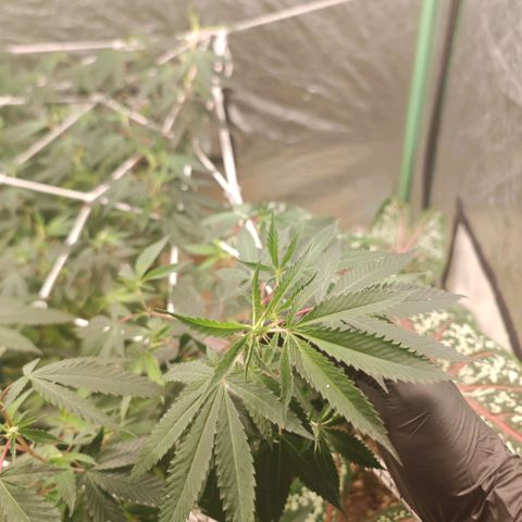 #B3 Gelato-K 🍦 #2 growlog photo: It's good to see clean new growth i'm asking myself if I don't use a bit too much nitrogen because even in the tips aren't burned or brown we can see faded leaves 
I started reducing it and I can already see the difference the new growth in only 4 days is remarkable 