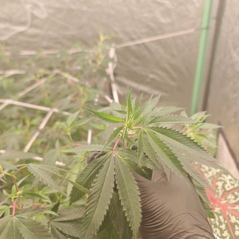 #B3 Gelato-K 🍦 #2 growlog photo: It's good to see clean new growth i'm asking myself if I don't use a bit too much nitrogen because even in the tips aren't burned or brown we can see faded leaves 
I started reducing it and I can already see the difference the new growth in only 4 days is remarkable 