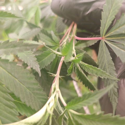 #B3 Gelato-K 🍦 #2 growlog timeline photo