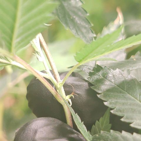 #B3 Gelato-K 🍦 #2 growlog timeline photo