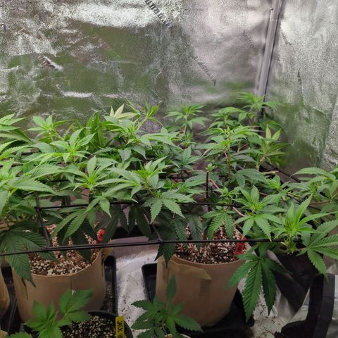 Jet Fuel Gelato growlog timeline photo