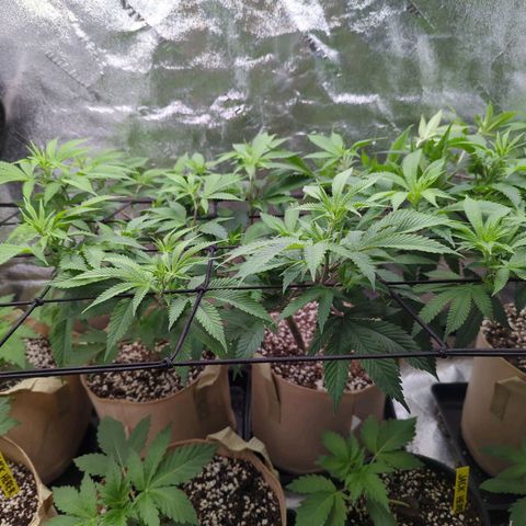 Jet Fuel Gelato growlog timeline photo
