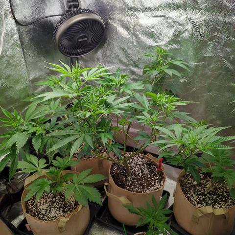 Jet Fuel Gelato growlog timeline photo