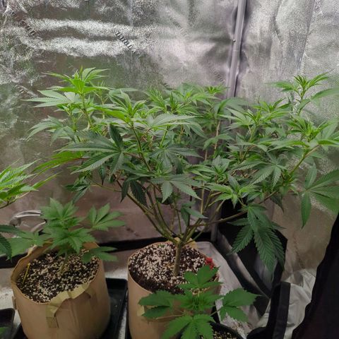 Jet Fuel Gelato growlog timeline photo