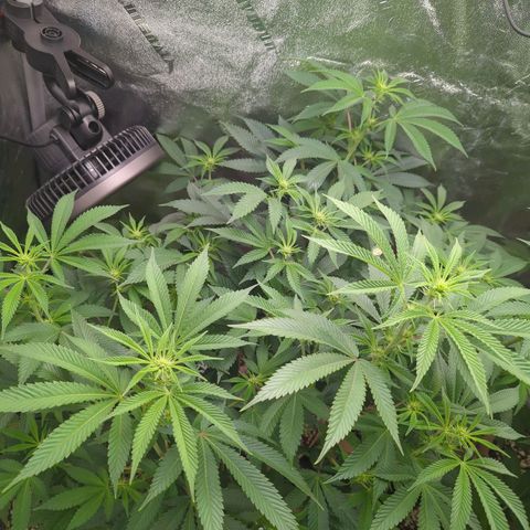 Jet Fuel Gelato growlog timeline photo