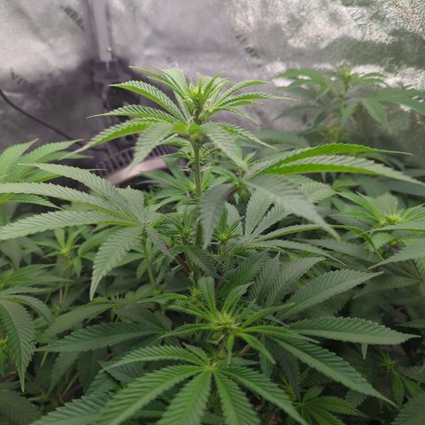 Jet Fuel Gelato growlog timeline photo