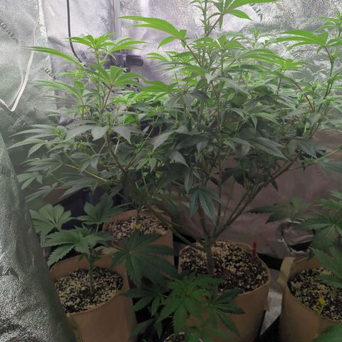 Jet Fuel Gelato growlog timeline photo