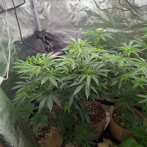 Jet Fuel Gelato growlog timeline photo