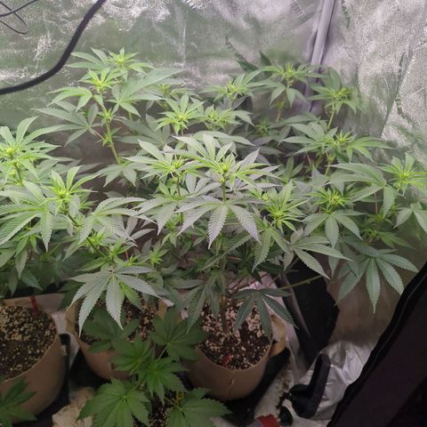 Jet Fuel Gelato growlog timeline photo