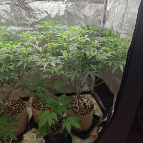 Jet Fuel Gelato growlog timeline photo