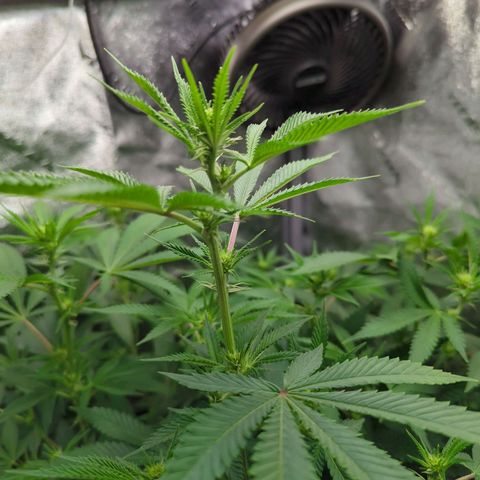 Jet Fuel Gelato growlog timeline photo