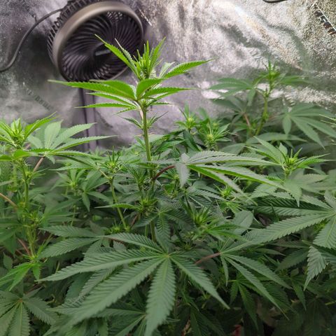Jet Fuel Gelato growlog timeline photo