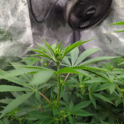 Jet Fuel Gelato growlog timeline photo