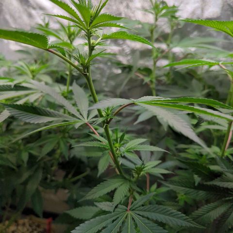 Jet Fuel Gelato growlog timeline photo