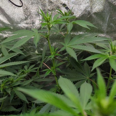 Jet Fuel Gelato growlog timeline photo