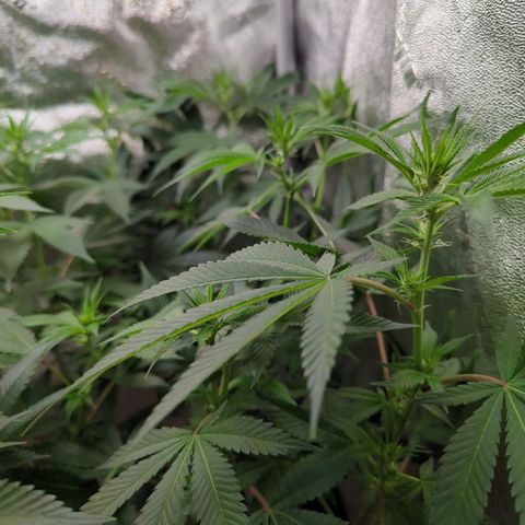 Jet Fuel Gelato growlog timeline photo