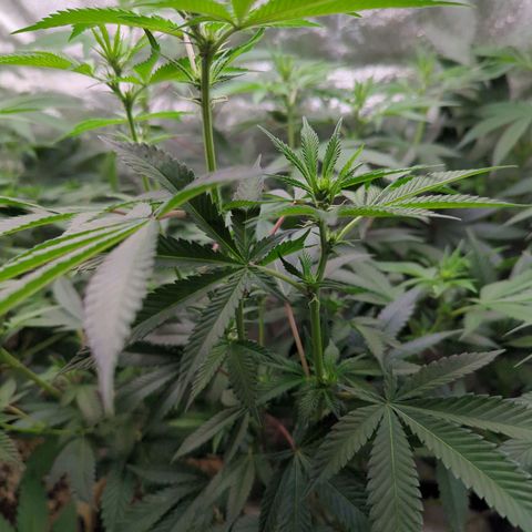 Jet Fuel Gelato growlog timeline photo