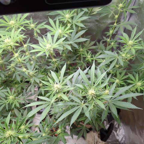 Jet Fuel Gelato growlog timeline photo