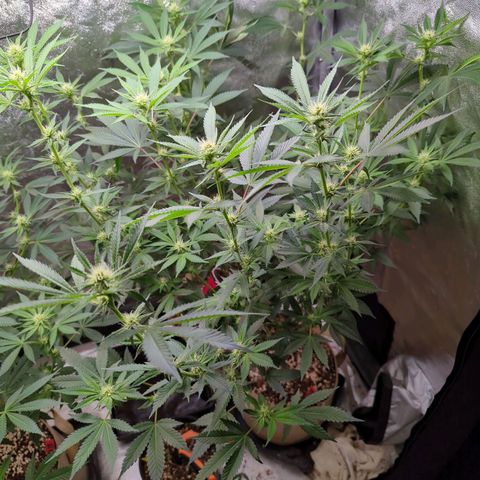 Jet Fuel Gelato growlog timeline photo