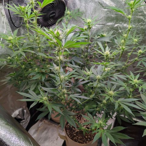 Jet Fuel Gelato growlog timeline photo