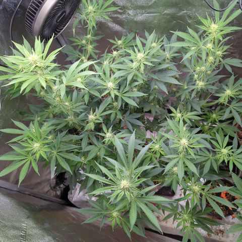 Jet Fuel Gelato growlog timeline photo