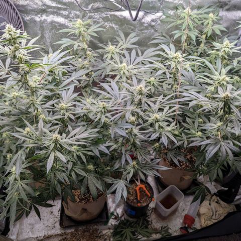 Jet Fuel Gelato growlog timeline photo