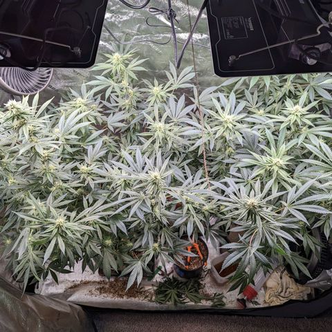Jet Fuel Gelato growlog timeline photo