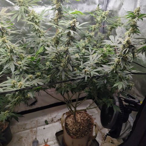 Jet Fuel Gelato growlog timeline photo