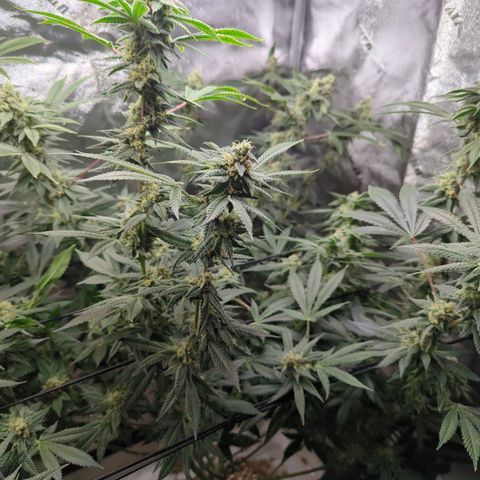Jet Fuel Gelato growlog timeline photo