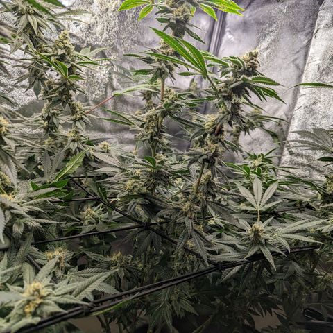 Jet Fuel Gelato growlog timeline photo
