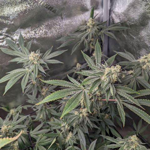 Jet Fuel Gelato growlog timeline photo