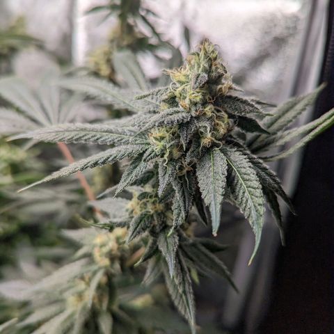 Jet Fuel Gelato growlog timeline photo