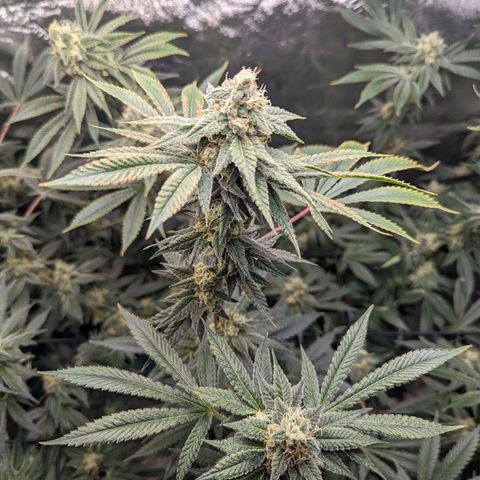 Jet Fuel Gelato growlog timeline photo