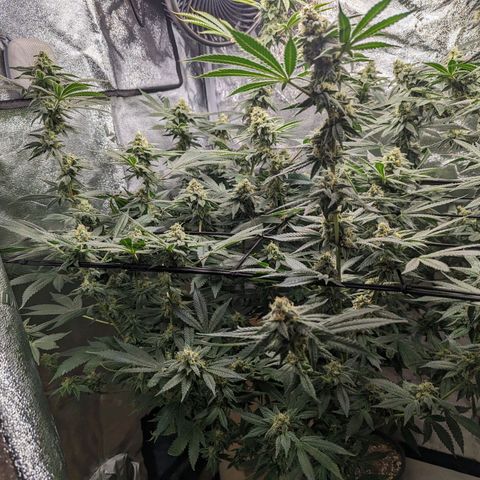 Jet Fuel Gelato growlog timeline photo