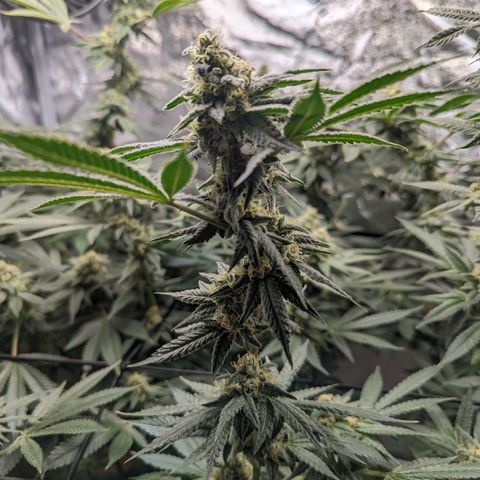 Jet Fuel Gelato growlog timeline photo