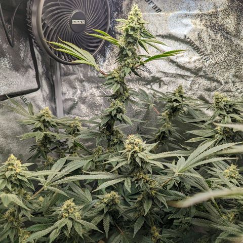 Jet Fuel Gelato growlog timeline photo