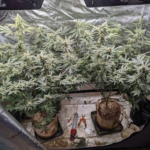 Jet Fuel Gelato growlog timeline photo