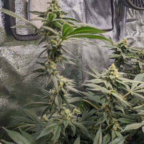 Jet Fuel Gelato growlog timeline photo