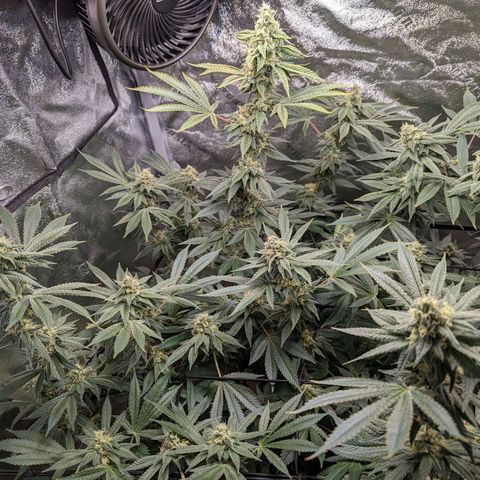 Jet Fuel Gelato growlog timeline photo