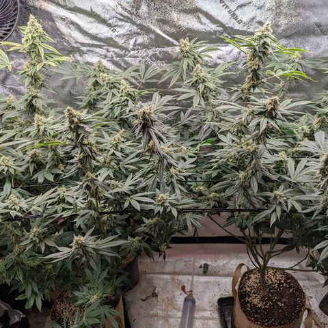 Jet Fuel Gelato growlog timeline photo
