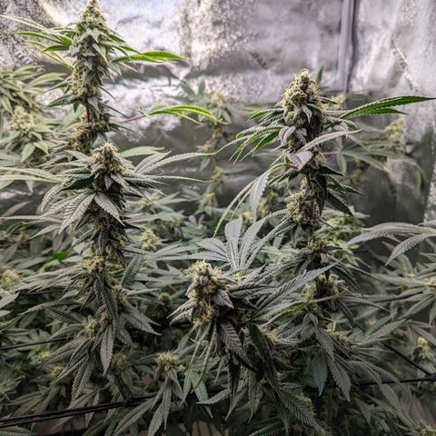 Jet Fuel Gelato growlog timeline photo