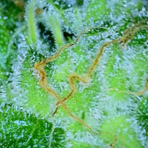 Jet Fuel Gelato growlog timeline photo