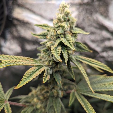 Jet Fuel Gelato growlog timeline photo