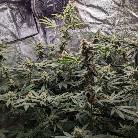 Jet Fuel Gelato growlog timeline photo